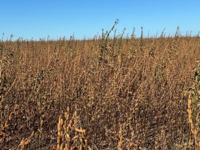 Canarana inicia colheita de gergelim