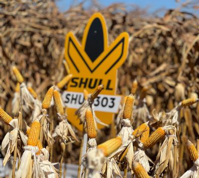 Suprema Agro e Shull exp�e tecnologia em h�bridos de milho