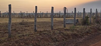 Indea e Gefron impedem entrada clandestina de gado vindo da Bol�via