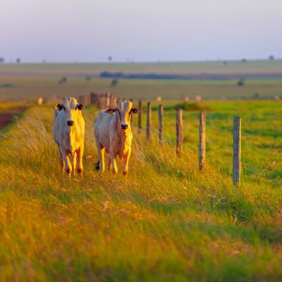 Carne bovina mant�m pre�os firmes em mar�o, mesmo com press�o de concorrentes