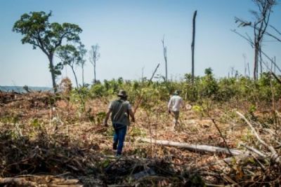 Duas pessoas s�o presas pela Pol�cia Militar suspeitas de desmatarem �rea ilegalmente em Confresa