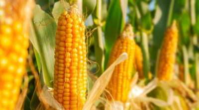 Sobe o custo para a produ��o do Milho