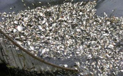 Empaer vai comercializar alevinos de tambacu e tambatinga para cria��o em cativeiro