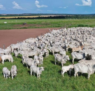 Pecu�ria alia produtividade � preserva��o do meio ambiente
