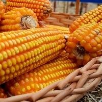 Milho: Vantagem dos EUA sobre o Brasil deve aumentar