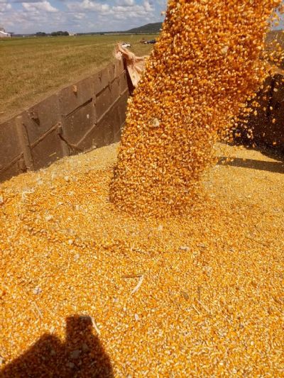 Redu��o de compras Chinesas esfria venda de milho do Brasil