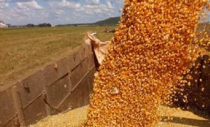 Milho encerra a 5�feira em campo misto no Brasil, mas mant�m fundamentos de alta