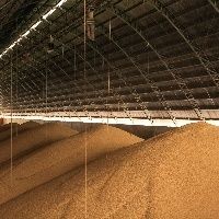 CONFIRA se vale a pena segurar soja