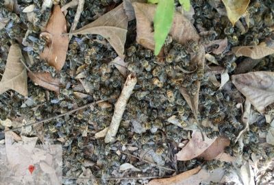 Uso indevido de agrot�xico causou mortalidade de abelhas em Sorriso