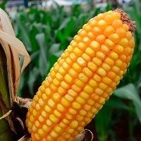 Chuva frustra produtor de milho 2� safra do Brasil; geada entra no radar do Paran�