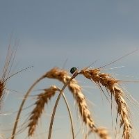 Chuvas aliviam seca na Europa