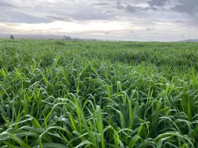 �Parece que jogou adubo�, diz agr�nomo sobre pasto sem plantas daninhas