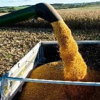 Colheita do milho � afetada pela chuva