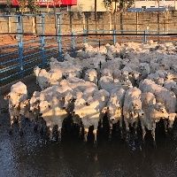 Goi�nia (GO) recebe 566 animais para avalia��o