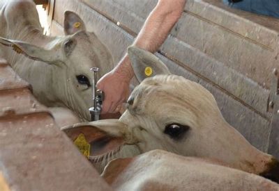 Brasil refor�a vigil�ncia ap�s notifica��o de foco de aftosa na fronteira