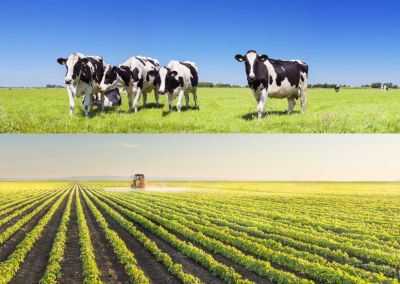 Queda de 2% na agricultura e crescimento de 7% na pecu�ria em 2019