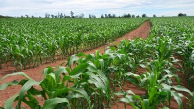 Cofco, AMaggi e Ra�zen miram entrada no setor de etanol de milho do Brasil