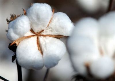 Farelo de algod�o subiu acompanhando as altas de pre�os do farelo de soja