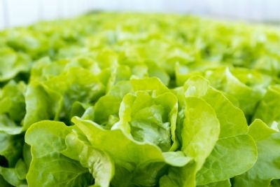 Alface: Pre�os reagem com oferta limitada de folhosas em SP