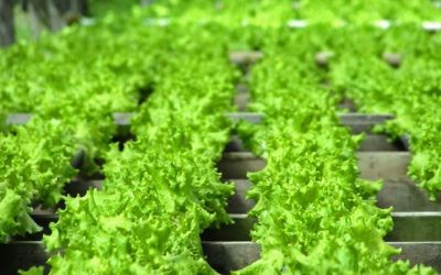 Alface: Chuvas e menor ritmo de plantio reduzem oferta e elevam pre�os em SP