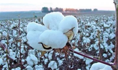 �rea de algod�o cresce quase 50% no Norte Araguaia, mas ainda � inespresivo