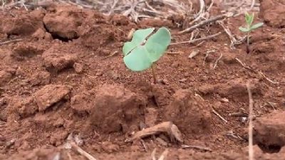 Produ��o de algod�o deve crescer em Mato Grosso mesmo com novo recuo de �rea