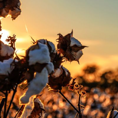 Pre�os do algod�o seguem est�veis, mesmo com avan�o da colheita