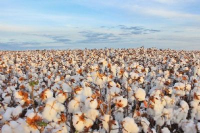 Governo de MT aumenta carga de ICMS para o algod�o em 2021