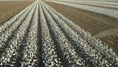 Mais pluma e mais caro�o de algod�o