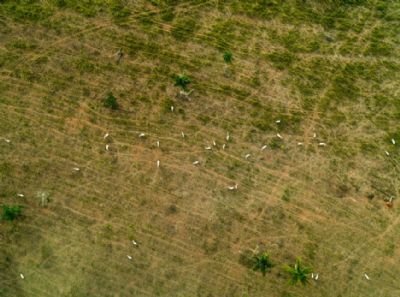 Come�a opera��o das For�as Armadas para combater desmatamento na Amaz�nia