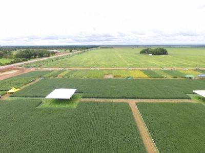 Soja opera com leves altas neste in�cio de semana em Chicago