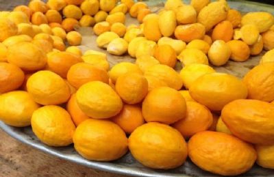 Produ��o de Pequi ocupa uma �rea de 200 hectares em Ribeir�o Cascalheira