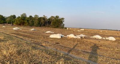 Queda de fio de energia mata 18 cabe�as de gado em Quer�ncia