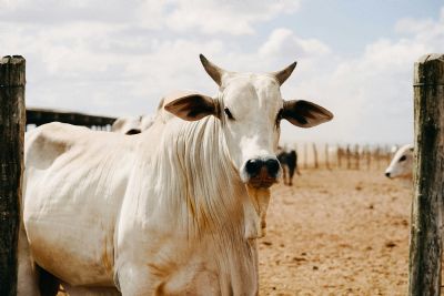 Alta do boi gordo melhora rela��o de troca e anima pecuarista