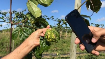 Aplicativo da Embrapa ajuda a controlar pragas e doen�as do maracujazeiro