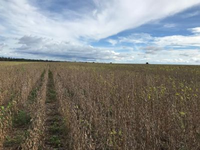 Soja sobe pelo terceiro dia consecutivo em Chicago nesta 6� com foco no clima dos EUA