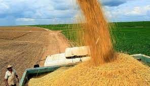 Arroz: Com baixa liquidez, pre�os seguem em queda