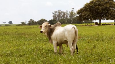 Boi Gordo: Movimenta��es apresentam futuro preocupante