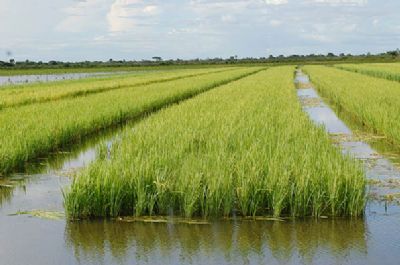 Arroz: Maior demanda externa eleva Indicador