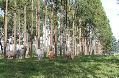 Sistemas integrados melhoram em at� cinco vezes a produtividade de carne
