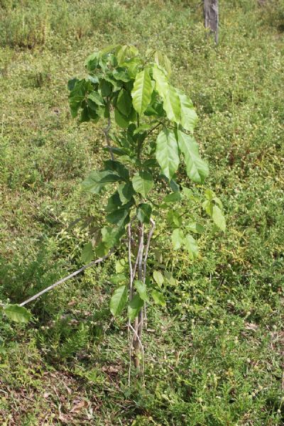 Projeto Amapec implanta 2 mil mudas de esp�cies florestais