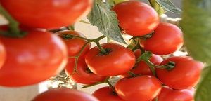Inclus�o do tomate refor�a grupo de hortali�as na P�gina do Produtor