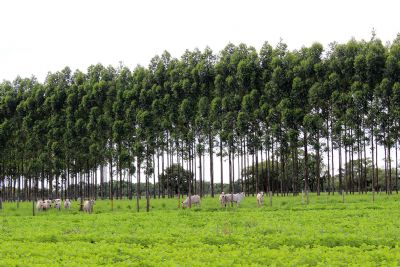 Congresso Mundial de ILPF � adiado para 2021