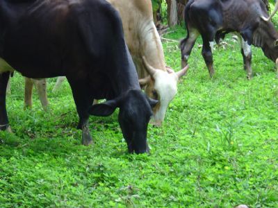 Embrapa desenvolve primeira cultivar brasileira de amendoim forrageiro propagada por sementes