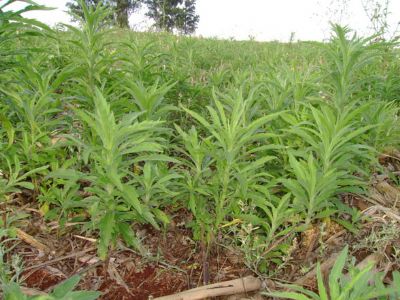 Plantas daninhas resistentes � tema de webinar