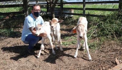 Dois partos de trig�meos, raros em nelore, s�o registrados em experimento da Embrapa