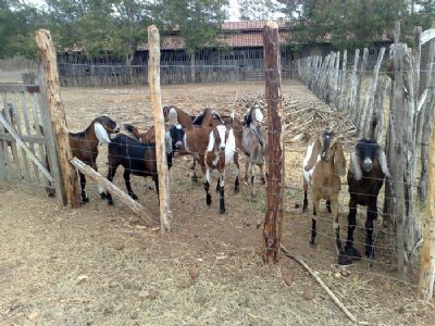 Projeto investe em coopera��o com setor produtivo para inova��o na caprinocultura e ovinocultura