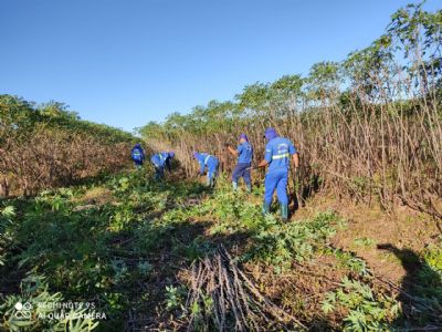Cooperativa espera aumento de produtividade de at� 50% com novas variedades de mandioca da Embrapa