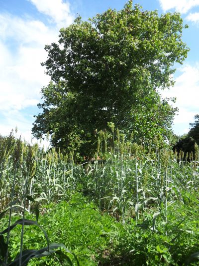 Embrapa promove capacita��o online sobre sistemas agroflorestais para pequenas propriedades no Semi�rido brasileiro