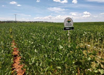 Embrapa Milho e Sorgo atua no desenvolvimento das cadeias de produ��o de gr�os e prote�na animal em Minas Gerais